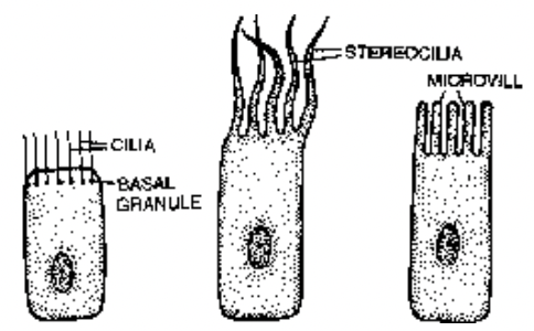 Epithelial Tissue